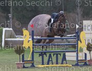 Wiering World Wide TosTour 2013- S5 7844 : Arezzo Equestrian Centre, Toscana Tour 2013, Wiering Harrie, World wide, foto di Stefano Secchi ©